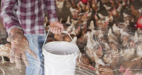 Farmer feeding free-range hens in poultry barn holding white bucket