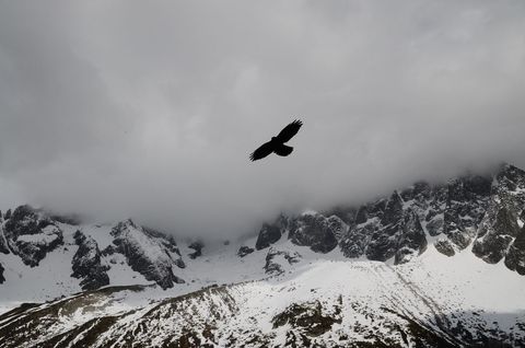 Raven soaring over snowy jagged mountains under heavy low clouds moody alpine solitude
