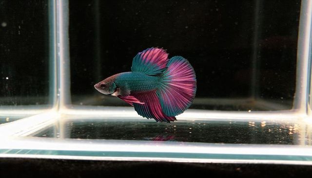 Vibrant teal magenta betta fish swimming with flowing fan fins in clear glass aquarium