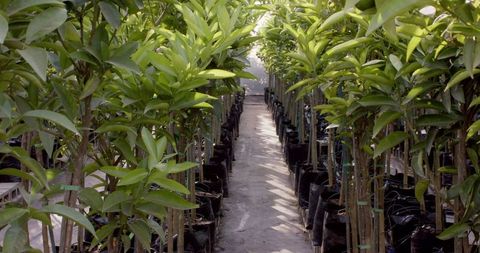 Young Saplings Growing in Nursery for Sustainable Gardening