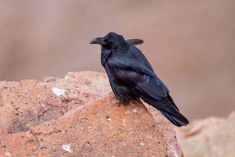 Black Crow Resting on Rocky Surface in Natural Setting