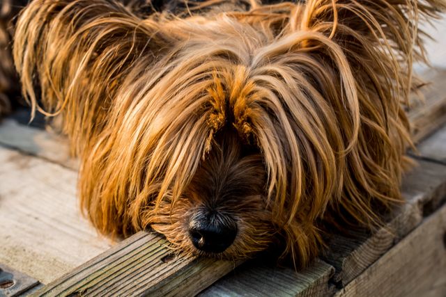 Yorkshire Terrier with long, silky fur resting on a weathered wooden surface. The dog appears relaxed, with its head down, showcasing its thick coat covering its eyes. This charming and peaceful scene is perfect for depicting themes of relaxation, pet care, calmness, and the companionship of small dog breeds. Can be used in advertisements for pet grooming products, veterinarian services, or calm living environments, as well as in articles on dog care and ownership.
