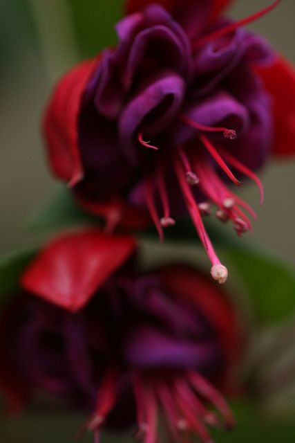 Petal Red Flower - Download Free Stock Photos Pikwizard.com