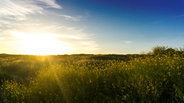 Golden Sunset Over Wildflower Meadow - Download Free Stock Photos Pikwizard.com