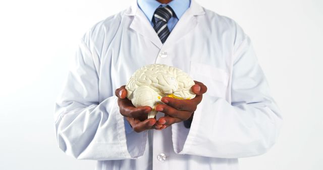 Doctor Holding Brain Model in Hands for Medical Education - Download Free Stock Images Pikwizard.com