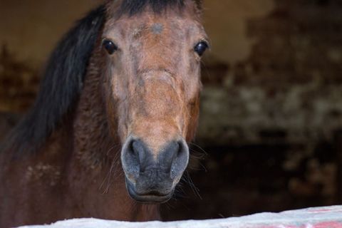 Close-up of brown funny horse standing in stable