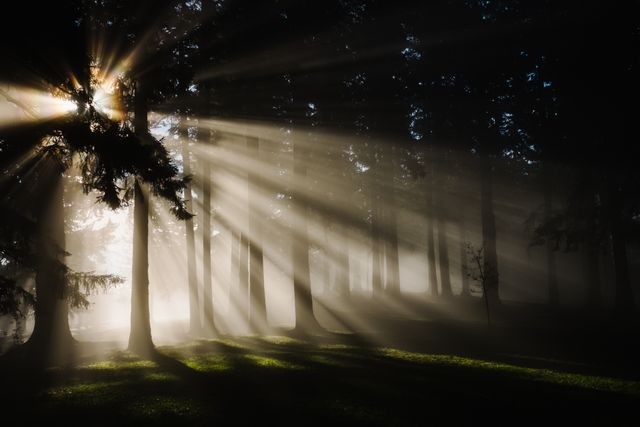 This photograph captures vibrant sun rays streaming through misty forest trees, creating an enchanting and serene atmosphere. Ideal for backgrounds, nature-themed blogs, advertisements for outdoor gear, or illustrating tranquility and peaceful moments in magazines.