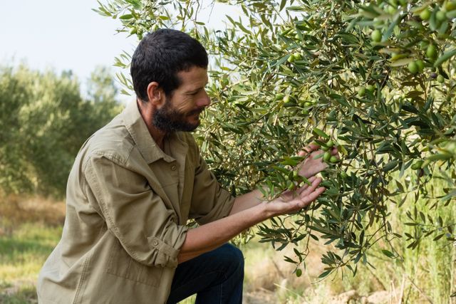 Farmer checking a tree of olive in farm