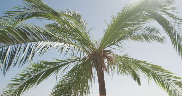 Close up of palm tree with green leaves over blue sky - Download Free Stock Photos Pikwizard.com