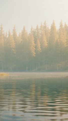 Vertical video: Morning sun rippling lake with misty pine forest reflecting golden light