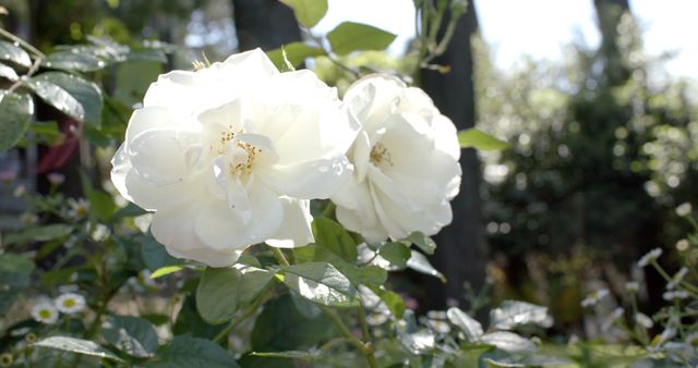 Beautiful white roses growing in sunny garden. Beauty in nature, flower, plant, tranquillity, garden.