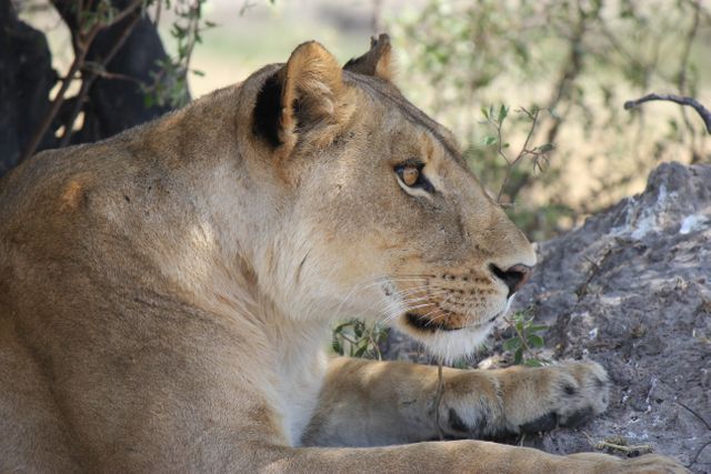 Majestic Lioness Resting Under Tree in African Safari - Download Free Stock Photos Pikwizard.com