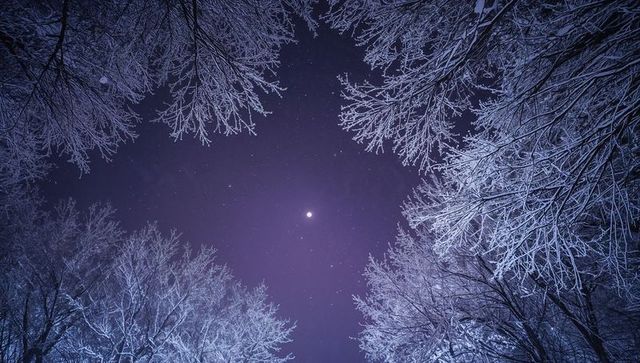 Moonlit winter canopy framing frost-covered branches under starry purple night sky