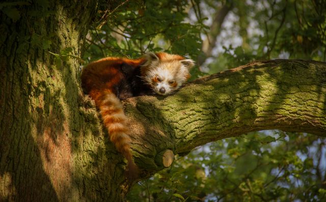 Red panda resting peacefully on tree branch in forest with sunlight filtering through leaves. Ideal for use in publications related to wildlife conservation, nature tourism, relaxation themes, and educational materials about red pandas and their habitats. Also suitable for illustrating tranquility and connection with nature.
