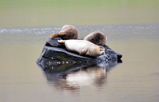 Three Seals Resting on Rock in Peaceful Water - Download Free Stock Photos Pikwizard.com