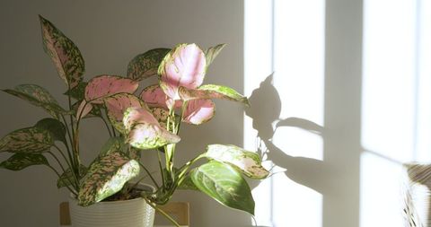 Variegated houseplant in ceramic pot with sunlit shadows