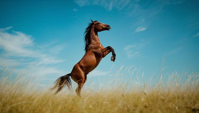 Majestic Bay Horse Rearing on Sunny Grassland Under Blue Sky