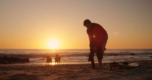 Surfer preparing for sunset surf with dogs on beach - Download Free Stock Images Pikwizard.com