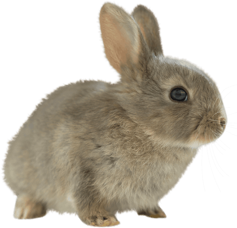 transparent rabbit profile with neutral background - Download Free Stock Videos Pikwizard.com