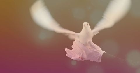 Pigeon Released from Gloved Hand Symbolizing Freedom and Peace