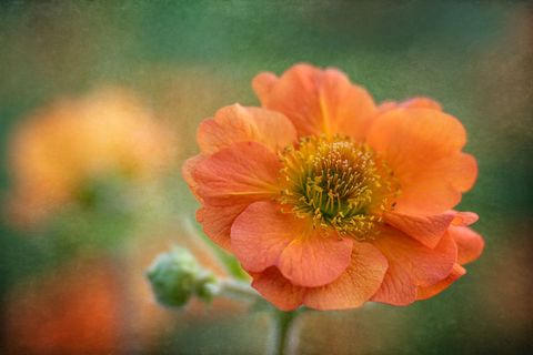 Bright Orange Flower Blooming in Soft Focus Garden
