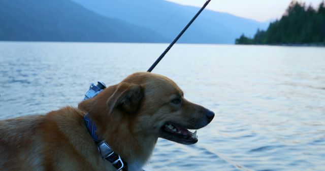 A brown dog wearing a harness appears to be holding a fishing rod by a serene lake, with mountains in the background. The scene suggests a playful moment where the dog is humorously positioned as if engaged in the human activity of fishing.