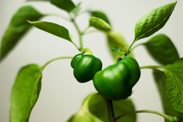 This image shows a green bell pepper plant with ripe fruits, surrounded by lush green leaves. Ideal for use in articles or websites related to gardening, organic farming, vegetable cultivation, healthy eating, and home-grown produce.