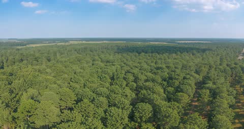 Aerial View over Lush Pine Forest Meeting Farmland