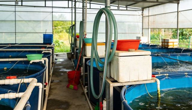 Aquaculture hatchery tanks bubbling with aeration, pvc plumbing and greenhouse hoses