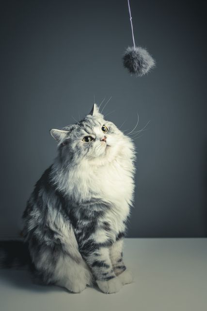 Fluffy gray cat intently looking at a hanging toy in a minimalistic indoor setting. This image is perfect for pet-related promotions, social media posts about playful pets, or advertising domestic animal products. It captures curiosity and playfulness, suitable for articles about cat behavior or as a visual representation in a home setting.