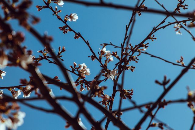 Branching cherry blossoms with delicate white petals blooming against a clear blue sky. Ideal for use in springtime themes, nature-inspired designs, backgrounds for promotional materials, or any creative project focused on the beauty of nature.