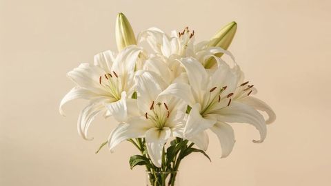 Elegant white lily cluster on soft beige background for condolences