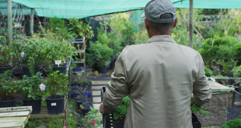 Gardener in Nursery Holding Seedlings Box