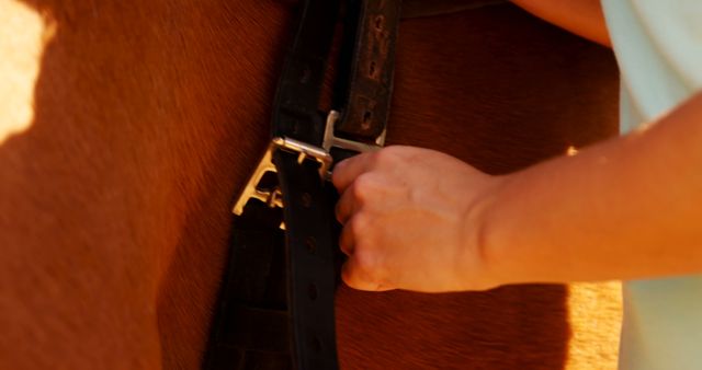 Close-Up Hands Adjusting Saddle Strap On Horse Back - Download Free Stock Images Pikwizard.com
