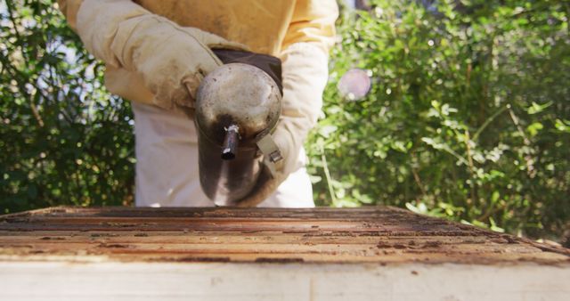 A beekeeper wearing protective gloves is using a smoker to calm bees close to a hive. The scene takes place outdoors with greenery in the background. This image can be used in articles, presentations, or websites related to beekeeping, apiculture, agriculture, or nature.