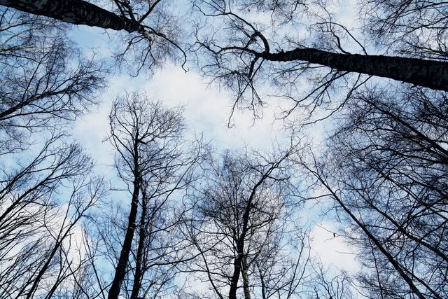 Image captures a perspective of looking up at the sky through bare tree branches in a forest during winter. Blue sky with light clouds is visible, creating a tranquil and serene atmosphere. Ideal for use in projects related to nature themes, winter scenes, or tranquility and peacefulness.