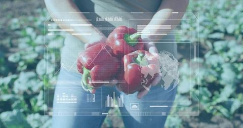 Holding Red Bell Peppers with Augmented Reality Farm Analytics and Crop Data