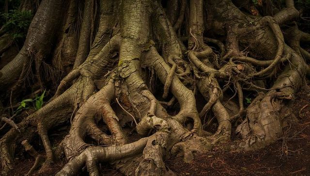 Ancient roots weaving across forest floor revealing gnarled bark texture and moss
