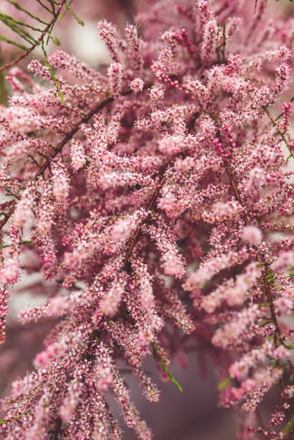 Close-up view of pink flowers on tree branches, highlighting delicate blooms and vibrant colors. Ideal for nature-themed designs, spring decorations, floral invitations, or botanical studies.