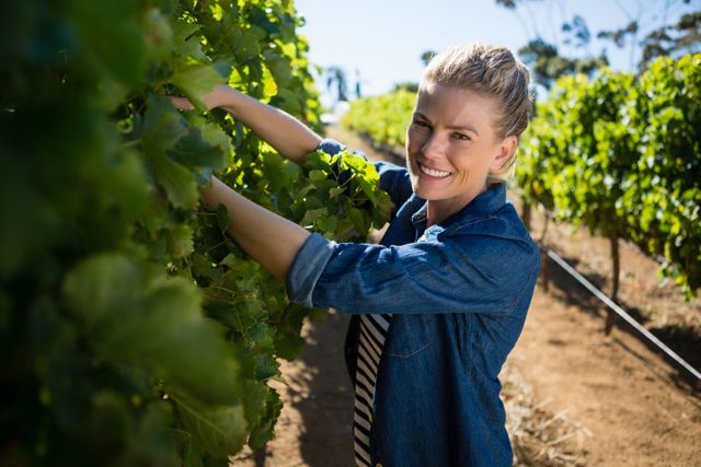Woman vintner inspecting grapevines in a vineyard on a sunny day. Ideal for use in articles about winemaking, agriculture, rural lifestyle, and sustainable farming. Can be used in promotional materials for vineyards, wineries, and agricultural products.