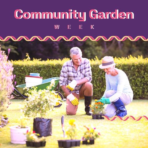 Senior couple joyfully planting flowers in community garden