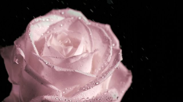 Close-up of pink rose with water droplets catching rain in slow motion against black background. Perfect for romantic themes, floristry concepts, floral advertisements, beauty products, nature presentations, and elegant decor.