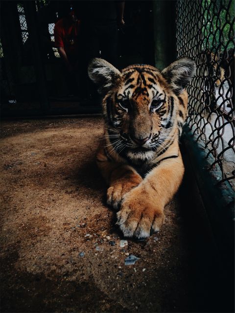 Young tiger cub resting inside an enclosure with its paws extended on the ground. The close-up view highlights the tiger's stripes and captures a serene moment. Suitable for educational materials, conservation campaigns, zoology studies, and wildlife photography collections.