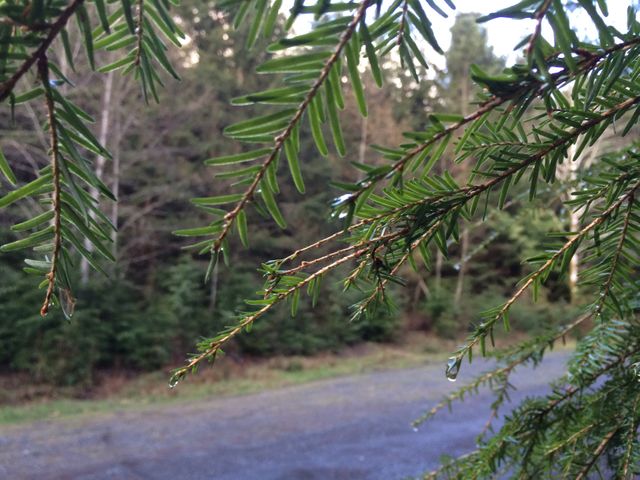 Dew-Covered Pine Branches in Forest Area - Download Free Stock Photos Pikwizard.com