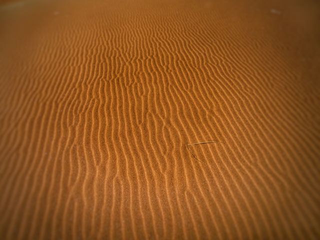 This image of golden sand dunes captures intricate patterns formed by the wind. It suits nature-focused content, environmental campaigns, travel blogs, and presentations about deserts or natural landscapes.