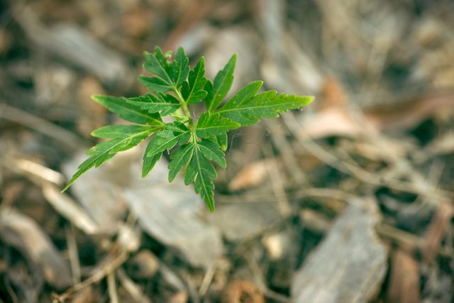 Nature image capturing young green plant growing in dry soil, mulched surface suggesting new growth in a harsh environment. Ideal for concepts related to resilience, new beginnings, organic farming, or environmental awareness.