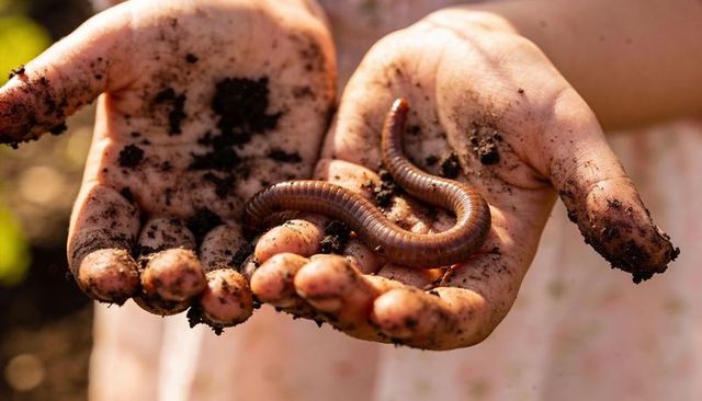 Child holding muddy millipede in garden hands with soil under fingernails closeup sunlight