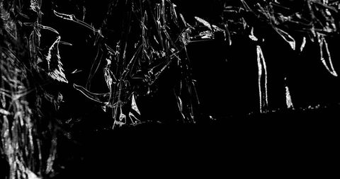 Dynamic Abstract Motion Shapes on Black Background