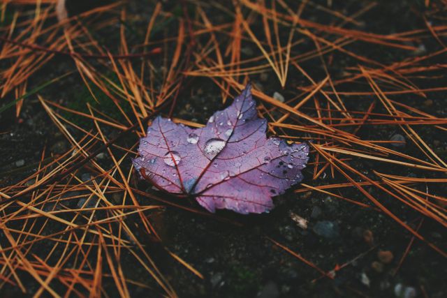 Wet maple leaf covered with raindrops lying among pine needles on the ground. Perfect for use in nature-themed projects, environmental campaigns, educational materials about fall seasons, outdoor adventure promotional materials and backgrounds for inspirational quotes.
