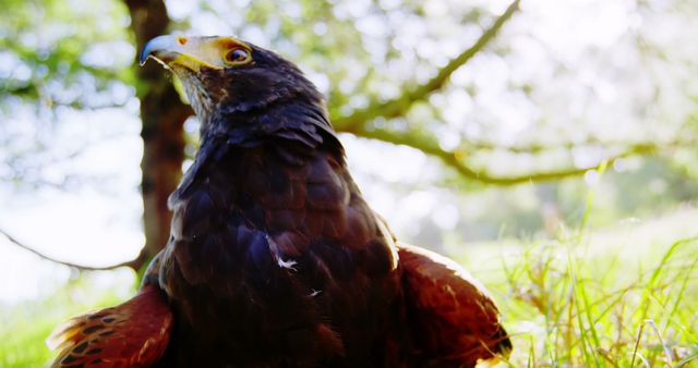 A close-up photo highlights a majestic bird of prey's sharp beak and fierce beauty. - Download Free Stock Photos Pikwizard.com